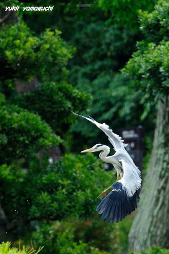 常盤公園菖蒲園01.jpg