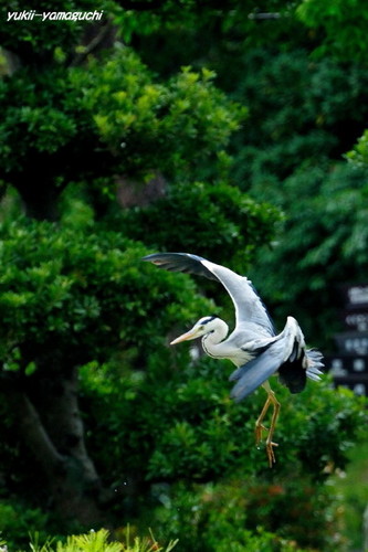 常盤公園菖蒲園02.jpg