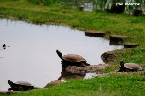 常盤公園菖蒲園03.jpg
