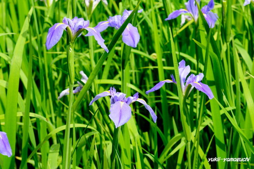 常盤公園菖蒲園05.jpg