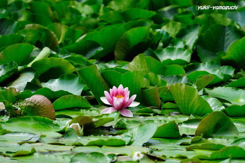 常盤公園菖蒲園07.jpg
