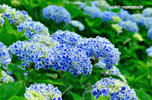 寝太郎公園あじさい07.jpg