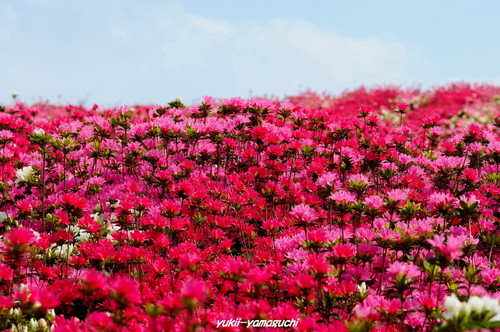 菅無田04.jpg