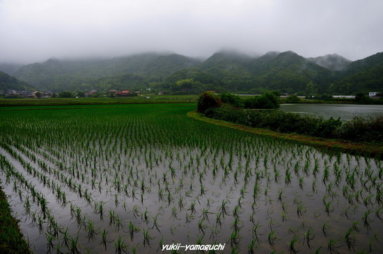 青海棚田05.jpg