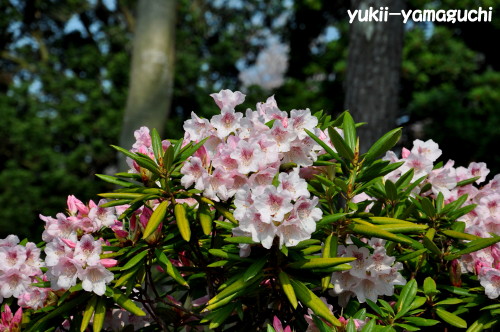 石楠花02.jpg