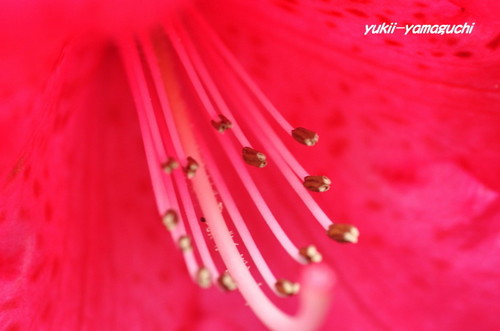 石楠花園01.jpg