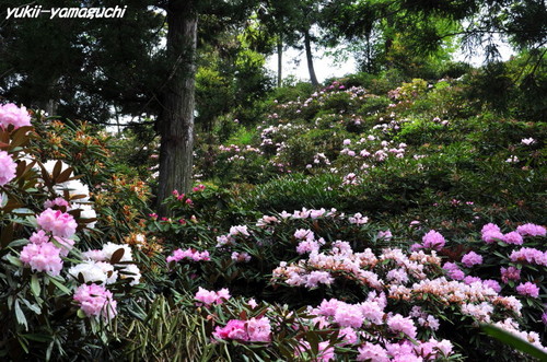石楠花園07.jpg