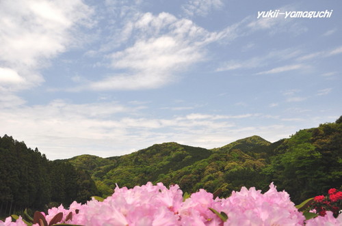 石楠花園11.jpg