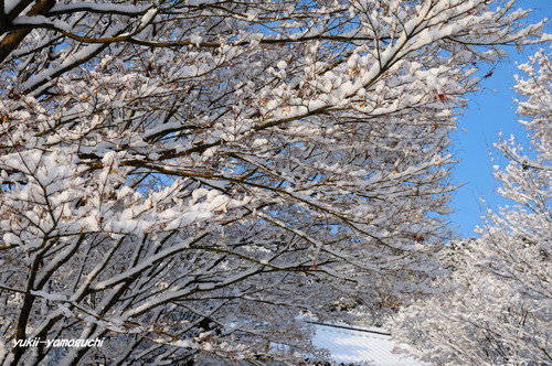 雪の両足寺07.jpg