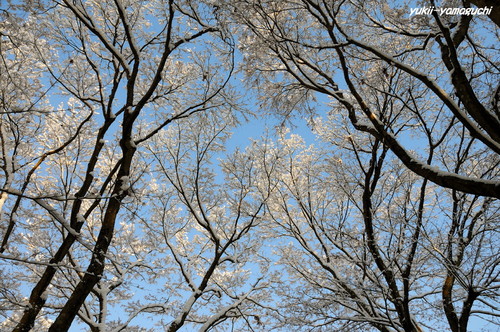 雪の両足寺09.jpg