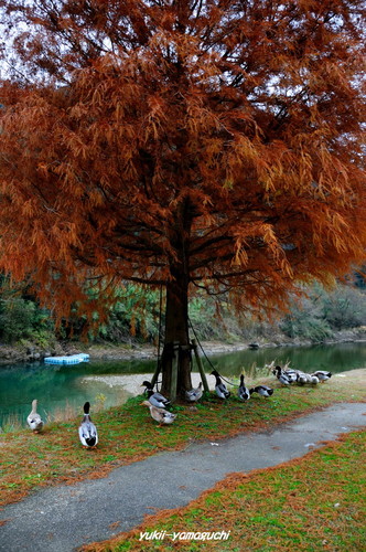 大原湖のカモ11.jpg