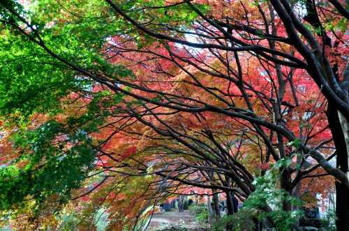 大寧寺002.jpg