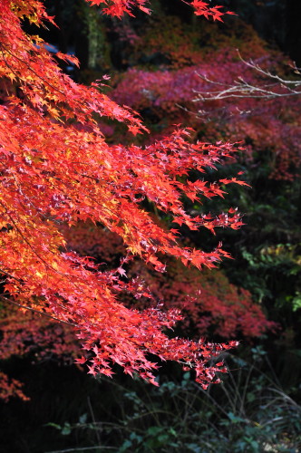 大寧寺005.jpg