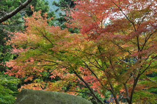 大寧寺他 088.JPG