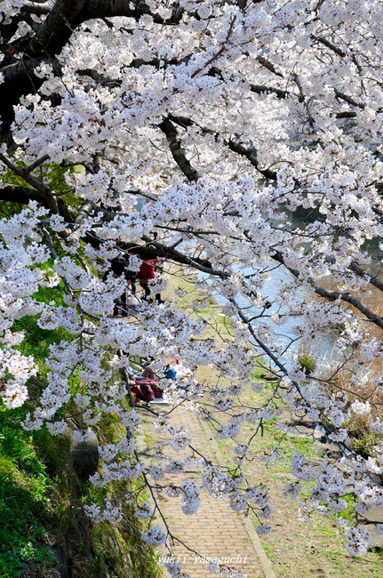 美祢桜01.jpg