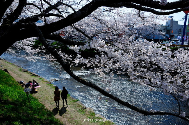美祢桜02.jpg