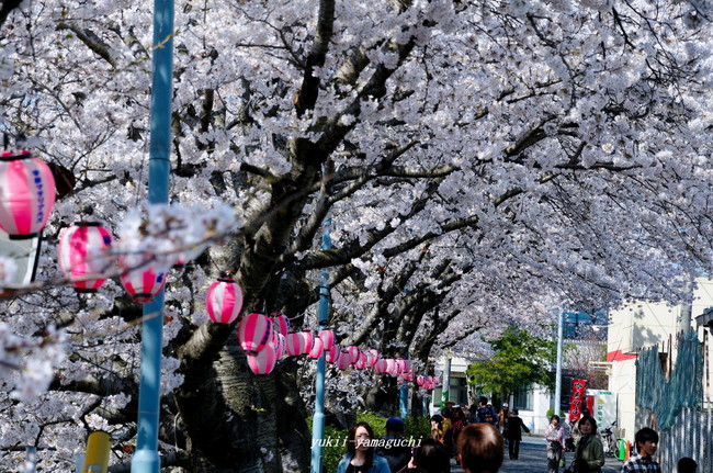美祢桜04.jpg
