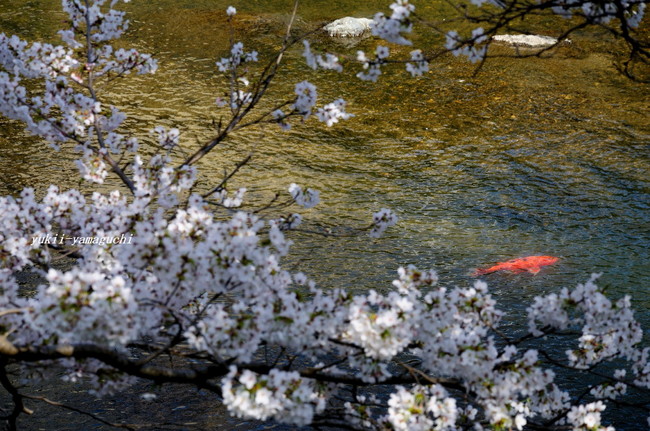 美祢桜05.jpg