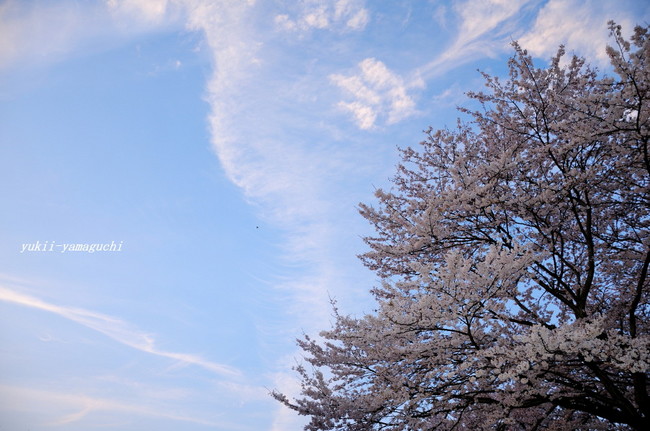 美祢桜07.jpg