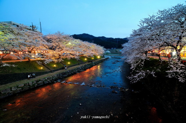 美祢桜ライトアップ02.jpg