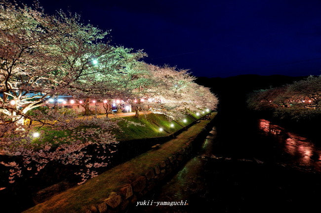 美祢桜ライトアップ06.jpg