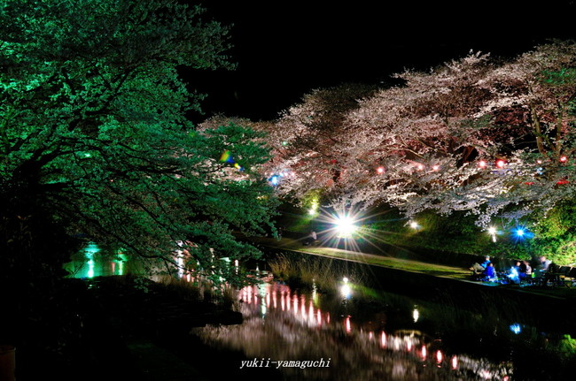 美祢桜ライトアップ08.jpg