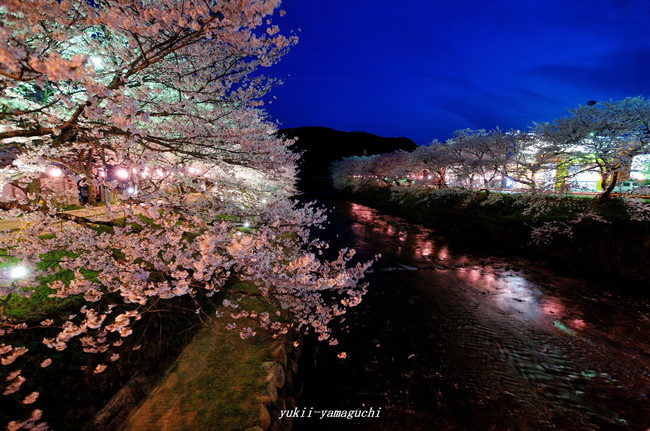 美祢桜ライトアップ10.jpg
