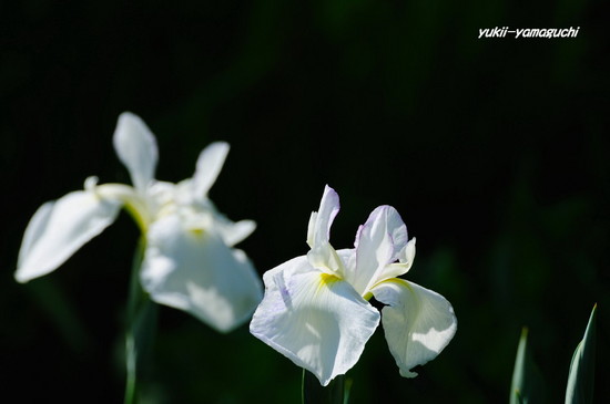 東行庵菖蒲05.jpg