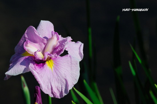 東行庵菖蒲06.jpg