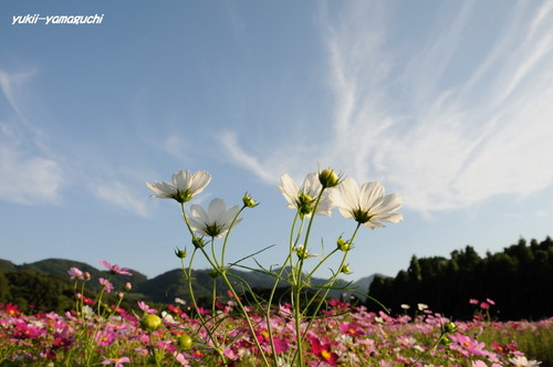 豊浦秋桜01.jpg