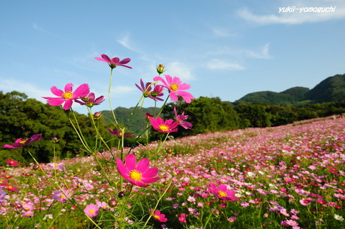 豊浦秋桜02.jpg