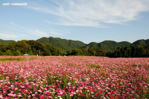 豊浦秋桜03.jpg