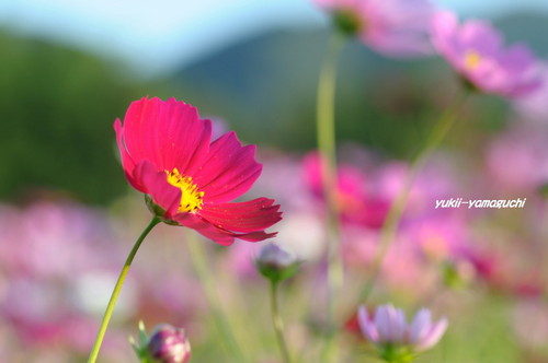 豊浦秋桜08.jpg