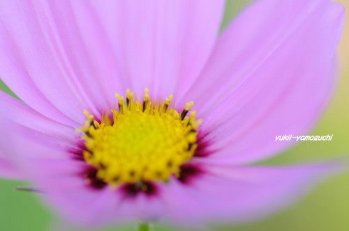 豊浦秋桜09.jpg