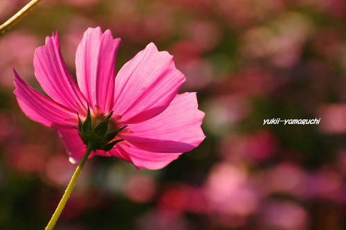 豊浦秋桜15.jpg