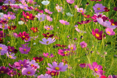 豊浦秋桜16.jpg