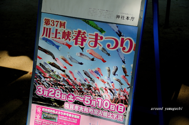 こいのぼり01.jpg