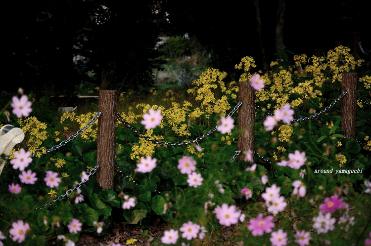 クスの森22.jpg