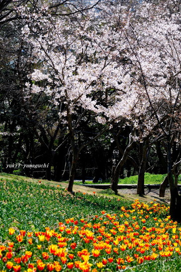 トルコチューリップ園10.jpg