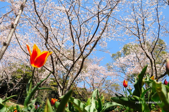 トルコチューリップ園11.jpg
