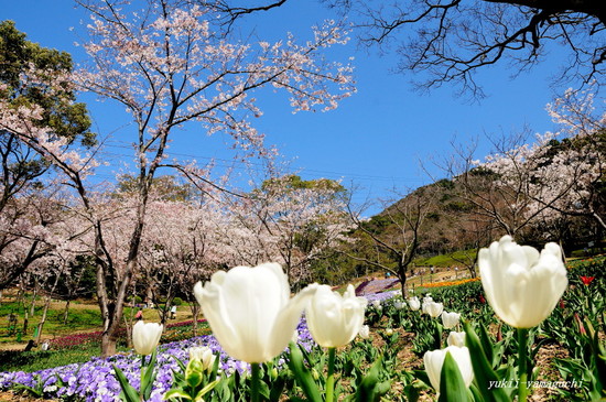 トルコチューリップ園12.jpg
