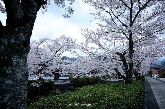一の坂川03.jpg