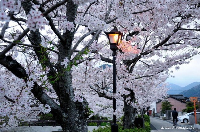 一の坂川04.jpg