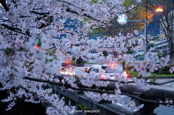一の坂川07.jpg