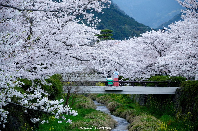 一の坂川11.jpg