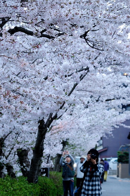 一の坂川12.jpg