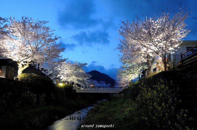 一の坂川夜桜02.jpg