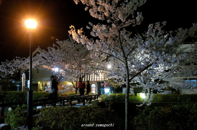 一の坂川夜桜05.jpg