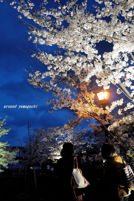 一の坂川夜桜08.jpg