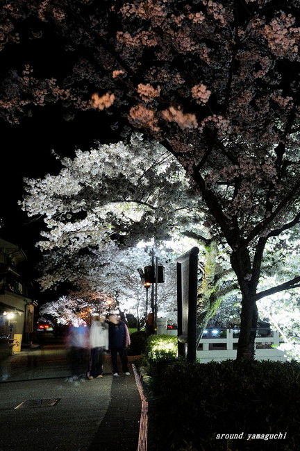 一の坂川夜桜09.jpg